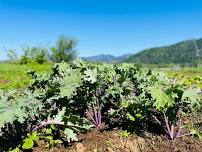 Intro to Ayurveda and Lunch on the Farm