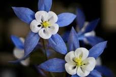 Paper Flower Workshop // Columbines — Fleur