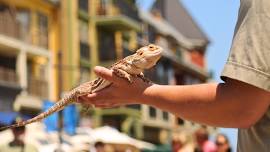 Reptile Discovery Day