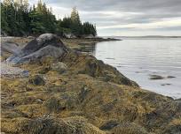 Life & Strife in the Intertidal: Conservation of Rockweed