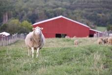 Morning Yoga & Tour at Farm Sanctuary