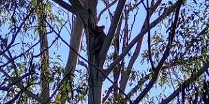 Peaks to Point Koala Walk Opossum Creek