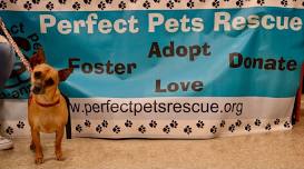 Perfect Pet Rescue Dog Adoption Clinic