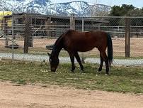 Volunteer with the Horses