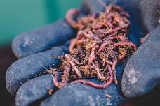 DIY In-Ground Worm Farms - Bombay