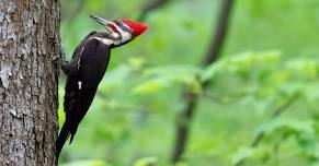 Evening Bird Hike