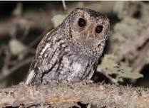 Flammulated Owls with Professor Brian Linkhart – save the date!