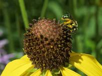 World Bee Day: The Buzz About Bees