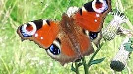 Brecon Wildlife Watch - Butterflies and Wildflowers