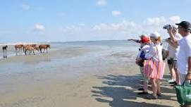 Hiking and History on Shackleford Banks