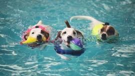 Doggie Pool Party