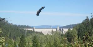 Libby Dam Birds of Prey