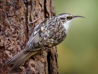 Birding the Abbey of Our Lady of New Clairvaux