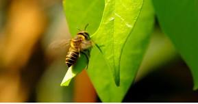 Gentler Effective Pollinators: Backyard Bees: Leafcutter Bees!