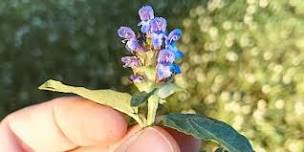 Summer Blooms and Berries Plant Walk, $35