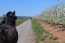 Silvershire Farm Blossom Belt Horse-Drawn Carriage Ride