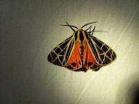 Moth Night