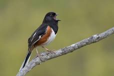 Riddell State Park Bird Walk