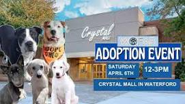 Adoptable Dogs Go To The Crystal Mall!