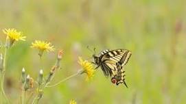 World Swallowtail Day