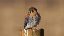 Lafayette Birds! First Sunday Bird Watching — Boulder County Audubon