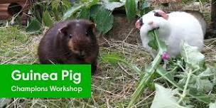 Guinea Pig Champions Workshop