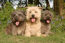 AKC Judges Herding Seminar