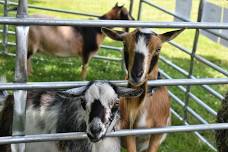 Summer Reading Opening Day with Tripledale Farm Petting Zoo