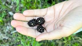 Dinner in Waco: Berries (SOLD OUT)