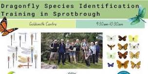 Dragonfly Species Identification Training