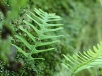 Focus on Ferns Walk (Wahkeena Nature Preserve)