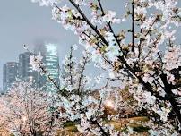 Night Walk surrounded by Sakura (stunning views: 4700 blossom trees )