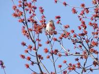 ReTree Tecumseh Spring Organizational Meeting