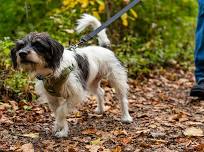 Puppy Tails on the Trails: Summer Social