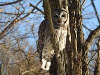 Nature at Night: Owl Prowl