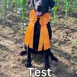 Summer AKC Retriever Hunt Test