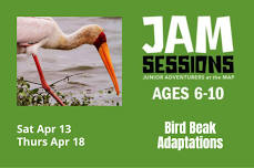 JAM Sessions: Bird Beak Adaptions — Museum at Prairiefire