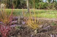 Garden open for the National Garden Scheme