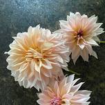 Learn All About Dahlias