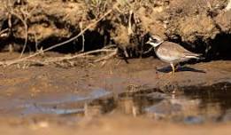 Summer Waders Walk