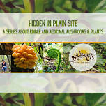 HIDDEN IN PLAIN SITE: A Series About Edible and Medicinal Mushrooms & Plants — The YES! House