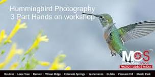 Hummingbird Photography  - 3 Part workshop