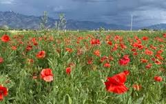 Picnic in the Poppies