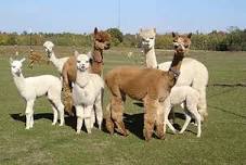 National Alpaca Day