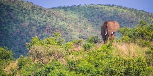 Pilanesberg National Park Full Day Tour