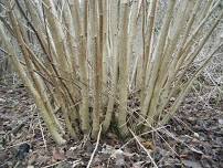 Practical Coppicing