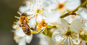 Movie: Wings of Life- Celebrate Pollinator Week!