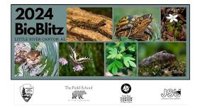 BioBlitz 2024