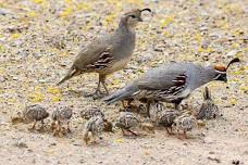 Guided Bird Walks at Tonto Natural Bridge