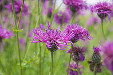 Spotted Knapweed Invasive Species Removal Volunteer Event